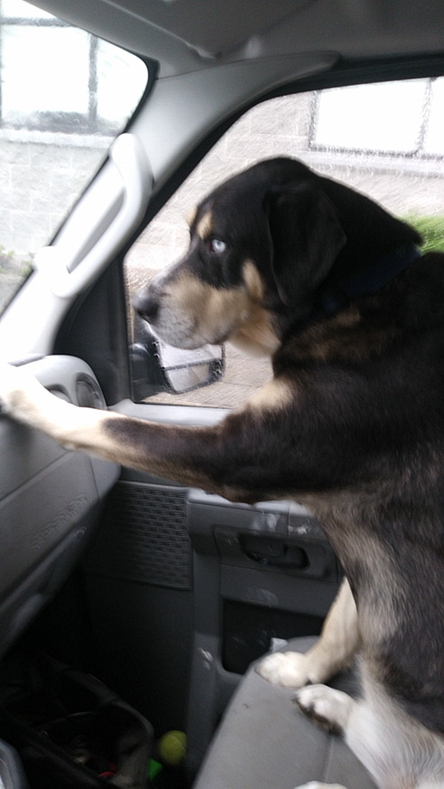 I'm awake, I'm awake! Turn left! I'm awake, I'm awake! Turn left!